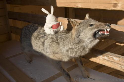 Our traveling toy saddled the local wolf :)