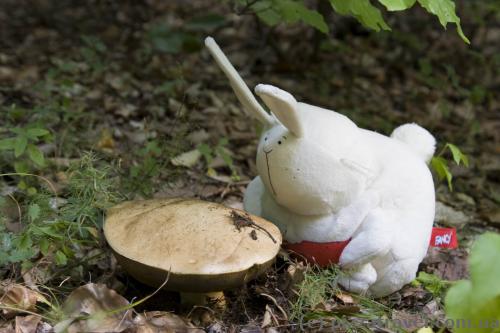 Our traveling toy helps us look for mushrooms.