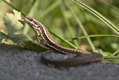 Lizard in Valbona