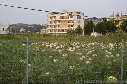 Vegetable gardens between the hotels