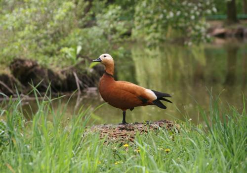 Ruddy shelduck