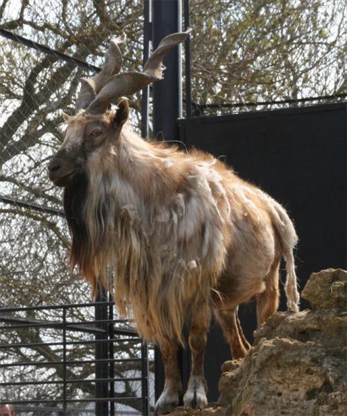 Markhor