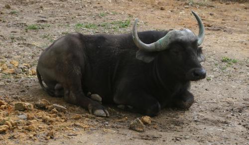 Wildebeest