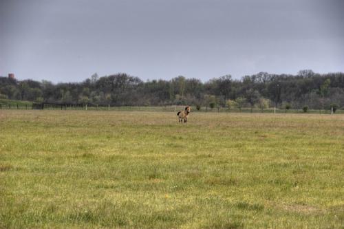 Przewalski's horse