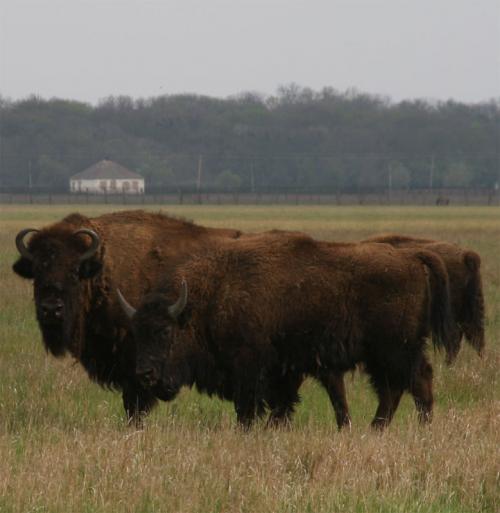 American bisons