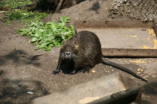 Otter