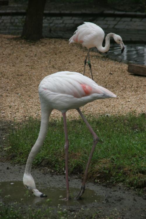 Flamingos