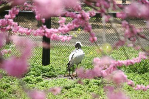 Demoiselle crane