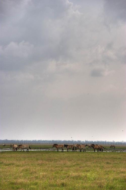 Przewalski's horses