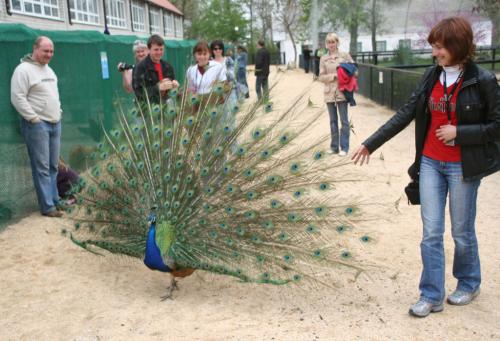 Peacocks outside the cages