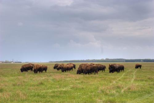 American bisons