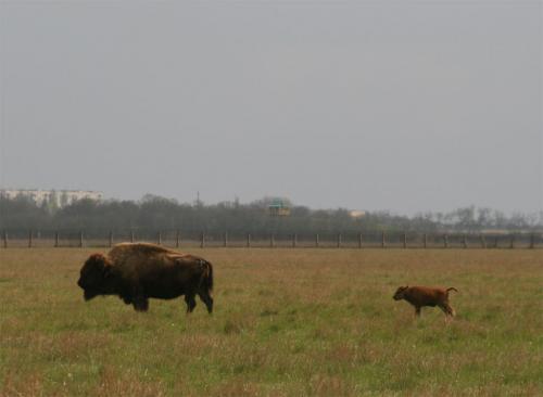 American bisons