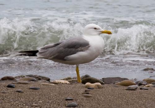 A seagull in Novyi Svet