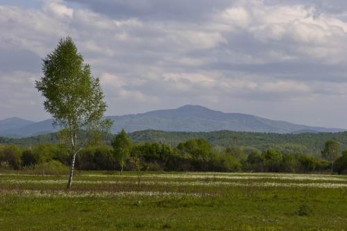 The Narcissus Valley