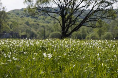 The Narcissus Valley