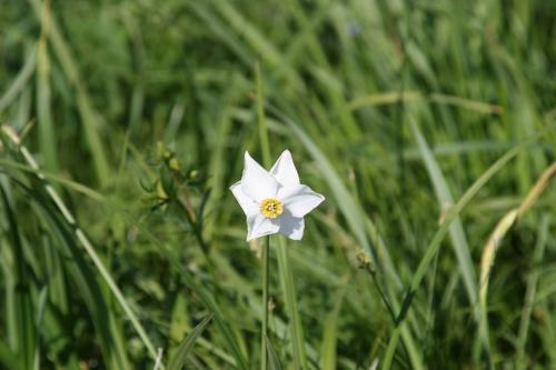 The Narcissus Valley