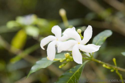 Flowers near the Buduruwagala Temple