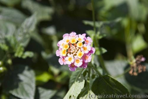 Flower near Bambarakanda Falls