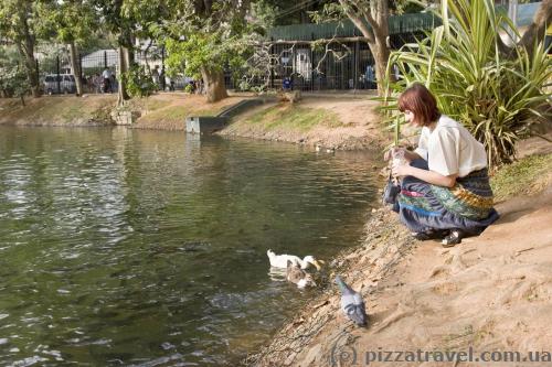 On the banks of artificial lake in Kandy