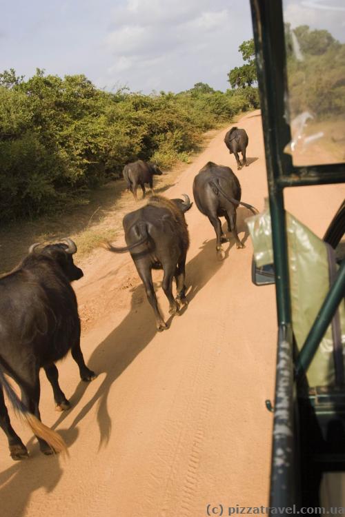 It is possible to pat a buffalo :)