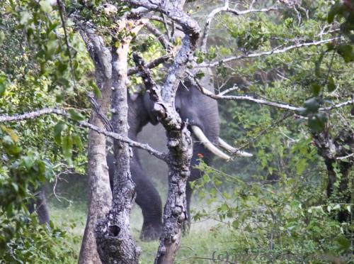 Very big elephant