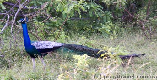 Peacock