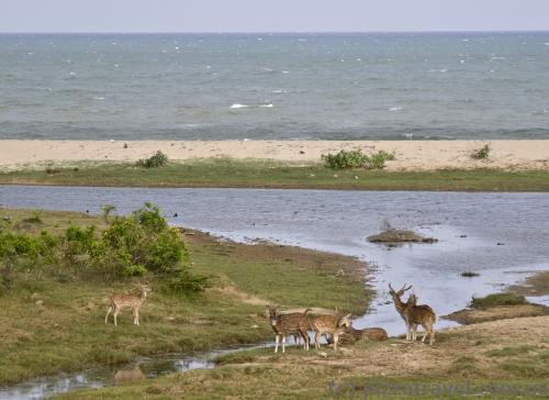 Deer on the ocean shore