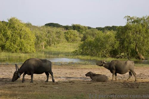 Buffaloes