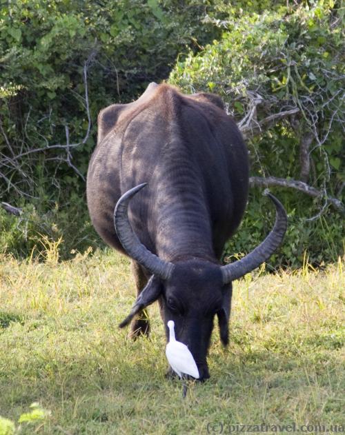 This white bird has a symbiosis with buffaloes, they are together everywhere.