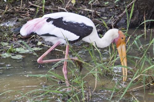 Local heron