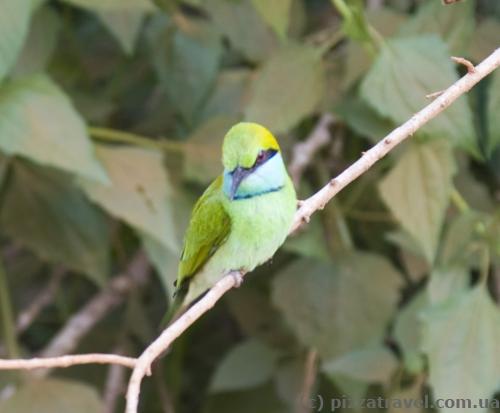 Bee eater