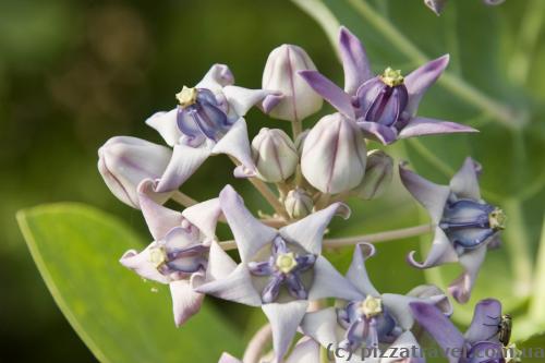 There are not only animals but also beautiful flowers in the park.