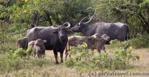 Buffalo family