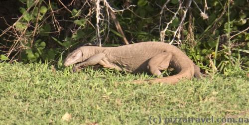 There's a lot of monitor lizards in Sri Lanka.