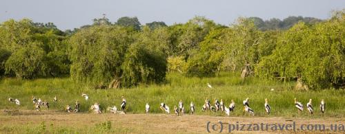 Local herons