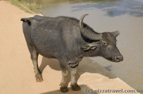 We pass through a buffalo herd.