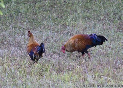 Ceylon jungle chicken, the national bird of Sri Lanka