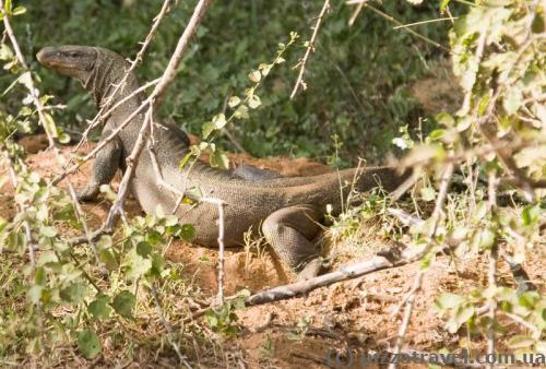 Monitor lizard is taking a sun bath.