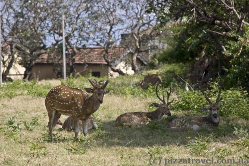 The deer came right into the village.