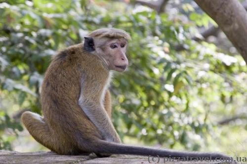 Monkey in Polonnaruwa