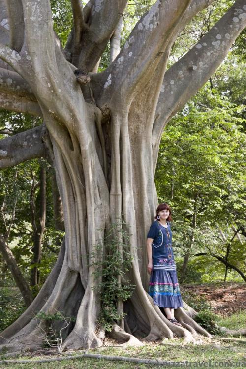 Interesting tree in Polonnaruwa