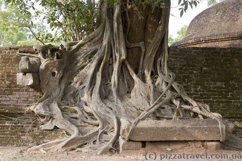 Interesting tree in Polonnaruwa