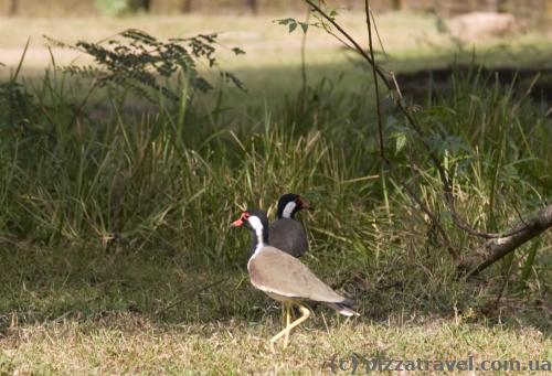 Birds in Polonnaruwa