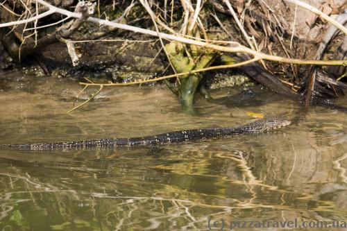 Водний варан у річці Маду Ганга