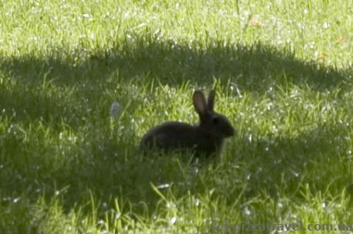 There are rabbits in the park.