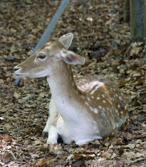 There are deer in the Switzerland park.