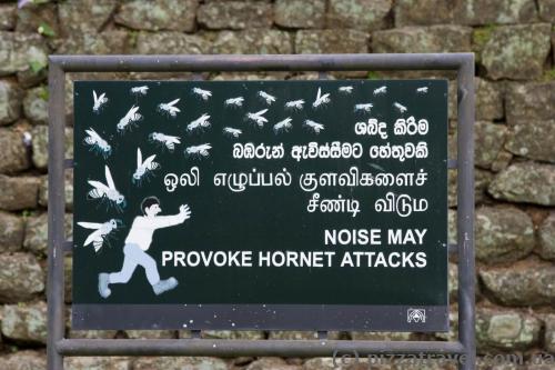 Don't make noise and don't touch the bees, and you'll be ok :)