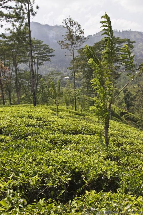 Tea plantations in Sri Lanka