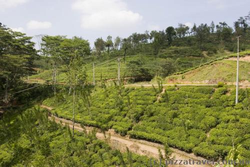 Tea plantations in Sri Lanka