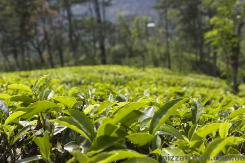 Tea plantations in Sri Lanka